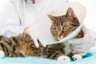  Удаление опухолей молочной железы у кошек (мастэктомия)