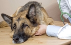  Удаление опухолей молочной железы у собак (мастэктомия)