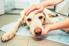  Удаление опухолей молочной железы у собак  (мастэктомия)