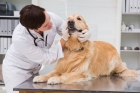 Удаление кисты слюнной желез у собак