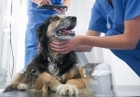Удаление кисты слюнной желез у собак