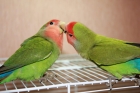 Лечение попугаев неразлучников