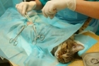 Хирургическая обработка раны животному