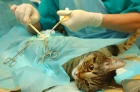Гастротомия - кошка (рассечение желудка для удаления инородного тела)