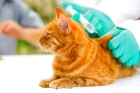 Эзофагостомия кошек (создание искусственного отверстия пищевода)