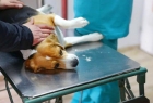 Овариогистерэктомия при пиометре – собака