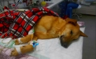 Операция по удалению молочной железы собаке