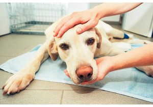 Стерилизация собаки (лапароскопический метод)