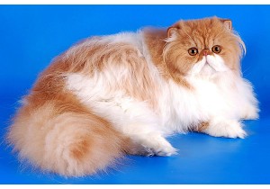 Стрижка персидских кошек