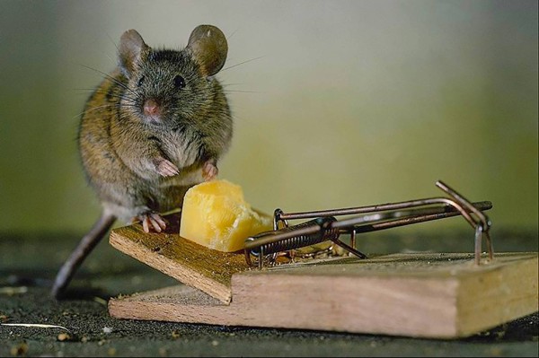 Как бороться с мышами в доме: дератизация в Перми на СКИДКОМ.РФ